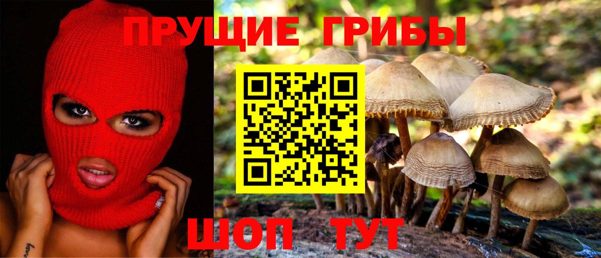 Галлюциногенные грибы Psilocybine cubensis Дербент