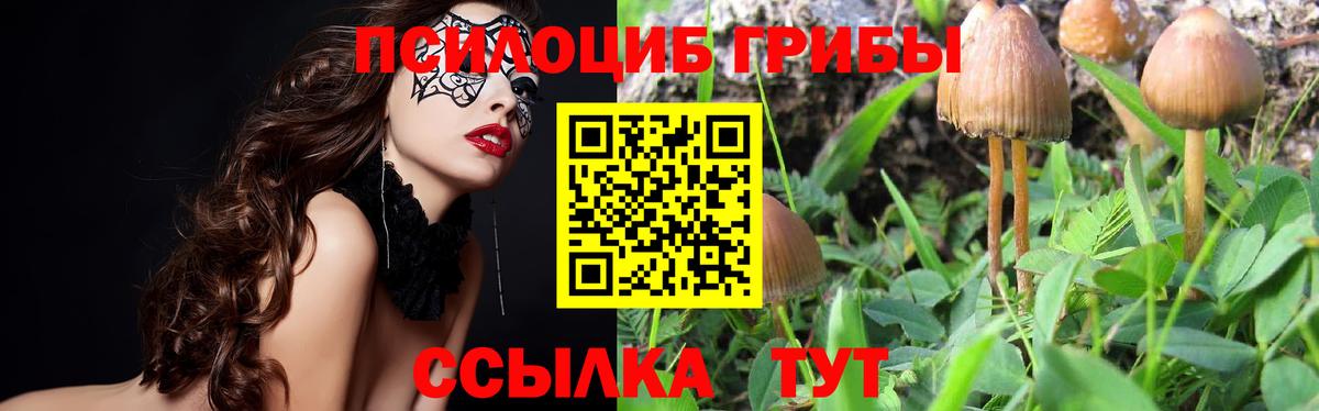 Псилоцибиновые грибы прущие грибы  как найти наркотики  Дербент  Псилоцибиновые грибы GOLDEN TEACHER  Вход с VPN 